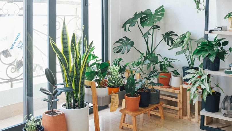 Introduce Greenery